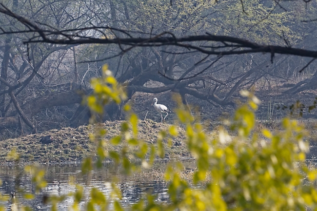 Keoladeo national park-101